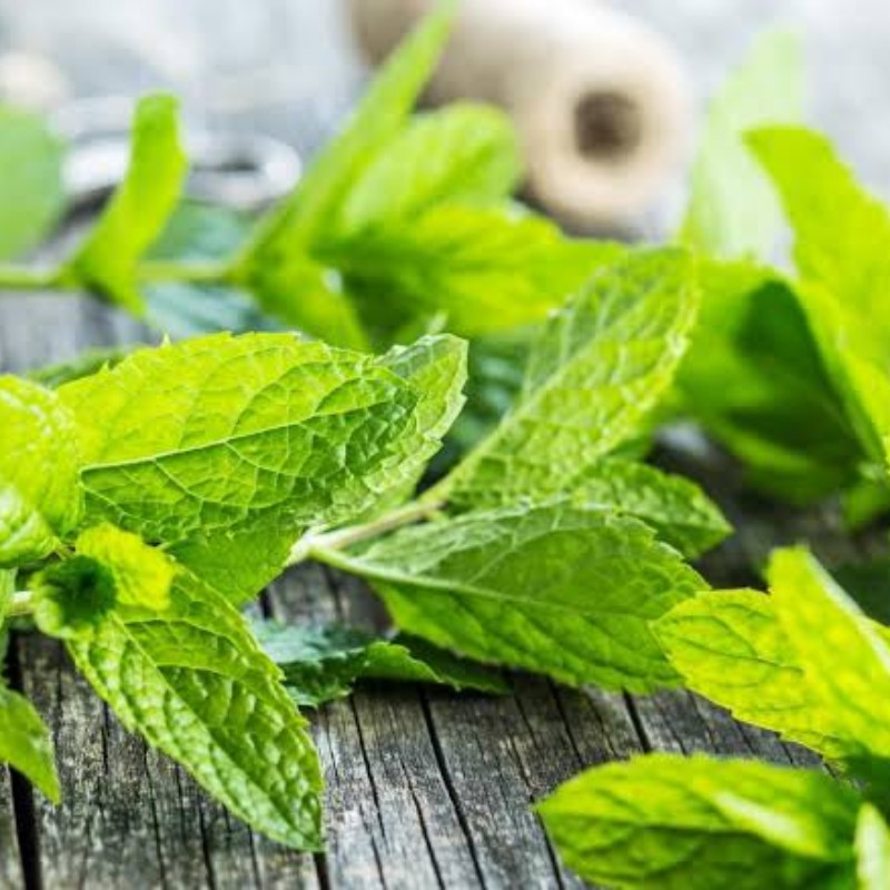 पुदिना (Mint) 100-150 g
